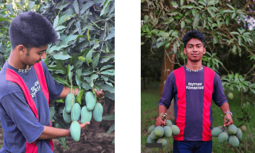 আম সংগ্রহ
