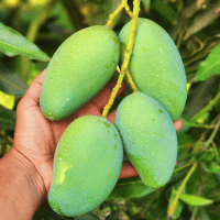 আম্রপালি