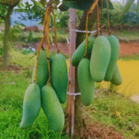 ব্যানানা ম্যাংগো