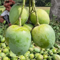 গোপালভোগ