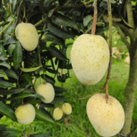 গৌড়মতি