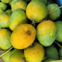 হিমসাগর