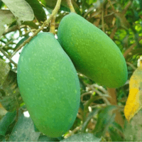 নাক ফজলি